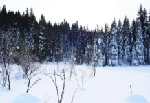 Времето днес