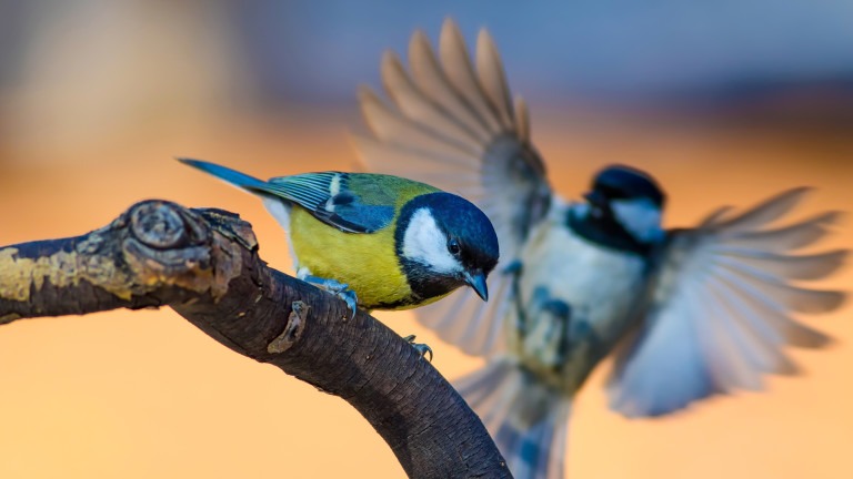 Cute little bird. Nature background. Bird: Great Tit. Parus major.