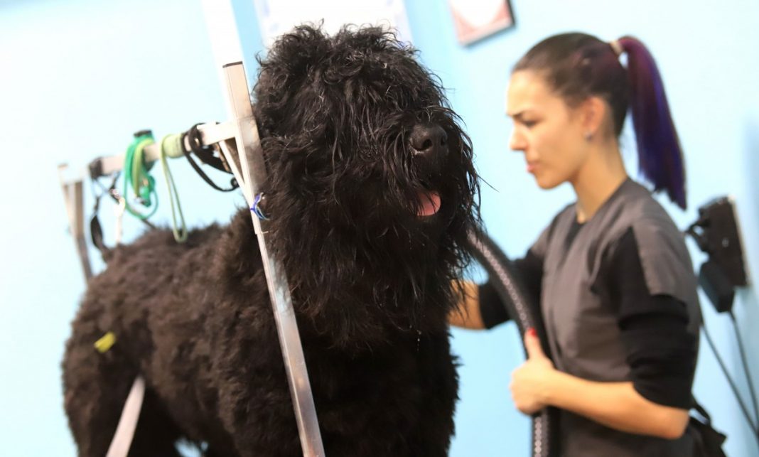 куче-къпане-зоофризьор..-2