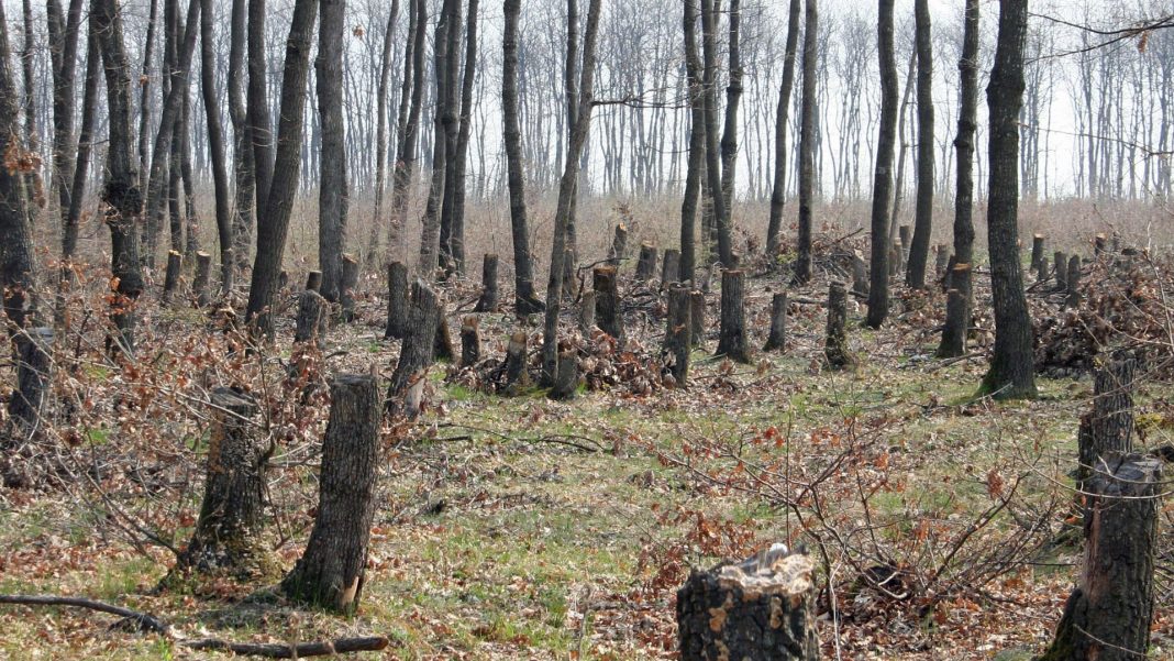 FB8D5CB3-C04F-4CC5-A639-E48FEEB9FF27-1068x601