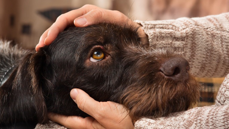 hands of owner petting a dog