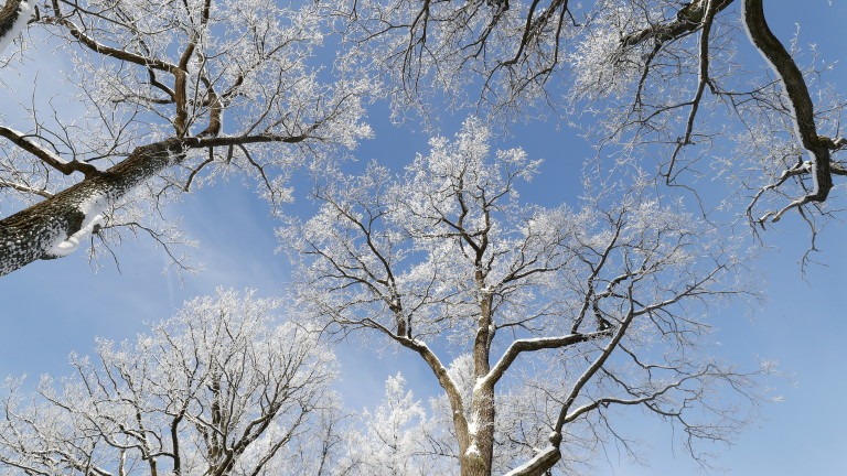 Winter in St. Petersburg