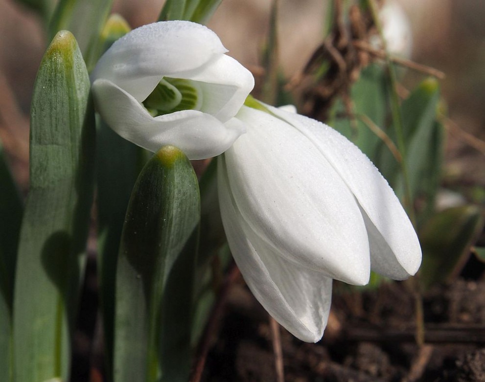 991-ratio-prolet-kokicheta