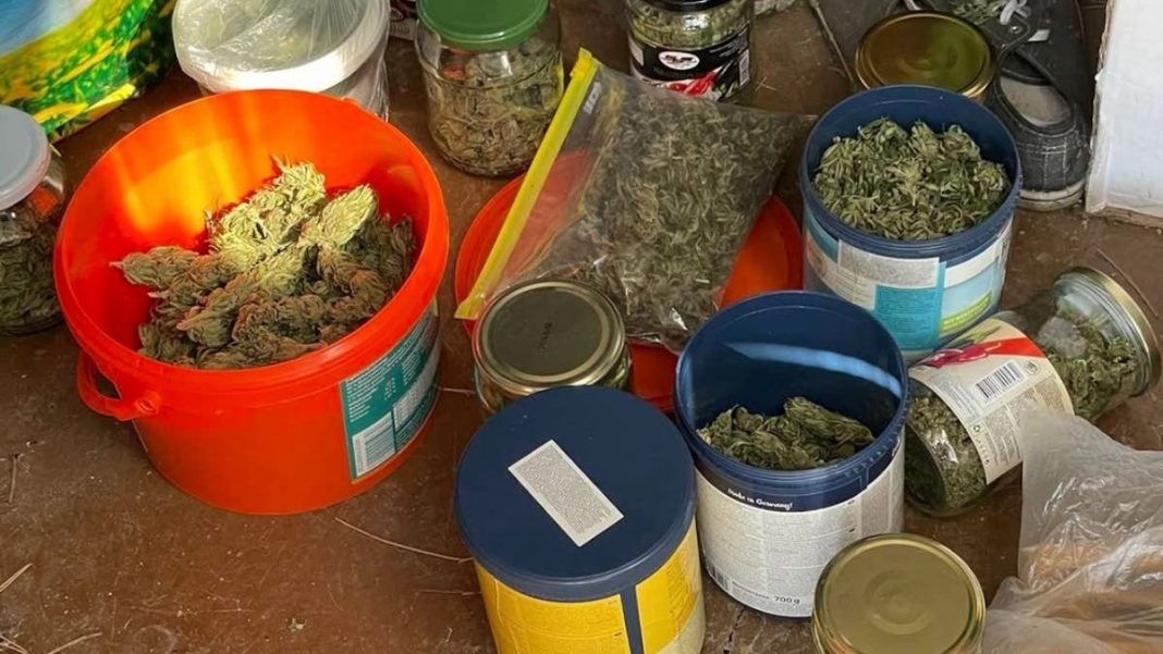 golamo-kolichestvo-marihuana-e-izzeto-pri-akcia-v-svogensko-1