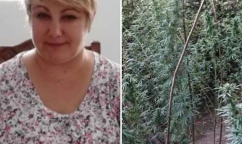 muzeen-direktor-otglejdal-kanabis-1