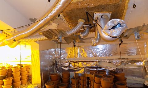 razkriha-kanabisovi-oranjerii-v-samokov-1