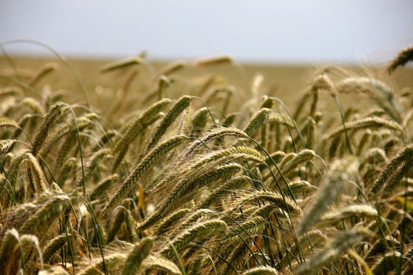 wheat-field-grass-wheat-field-196173
