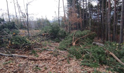 razmah-gorskoto-v-shumen-kupuva-92-avtomobila-za-blizo-4-miliona-leva-1