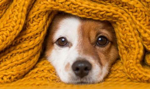 jestokost-deca-ubiha-s-kol-malko-kuche-vav-vrachansko-1