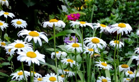 vremeto-dnes-prognoza-za-petak-19-mai-slanchevo-razvitie-na-kupesta-oblachnost-sledobed-1