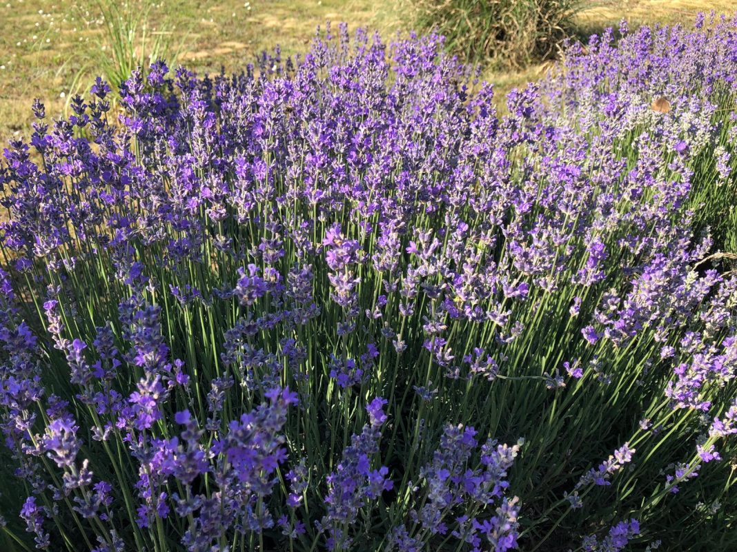 825c9c3f-14f9-4a4e-9e3b-40c45c9ceef6