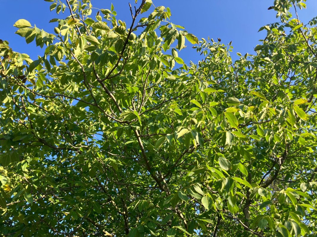 e8f3a088-1c30-4f86-ba52-d08886d0b4fc