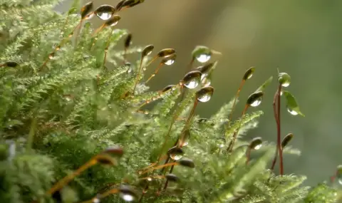 vremeto-dnes-prognoza-za-chetvartak-21-mart-dajd-i-snag-na-iztok-vetrovito-v-planinite-1