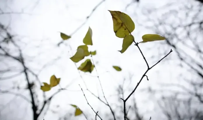 vremeto-dnes-prognoza-za-sabota-2-mart-shte-vali-na-mnogo-mesta-v-stranata-1