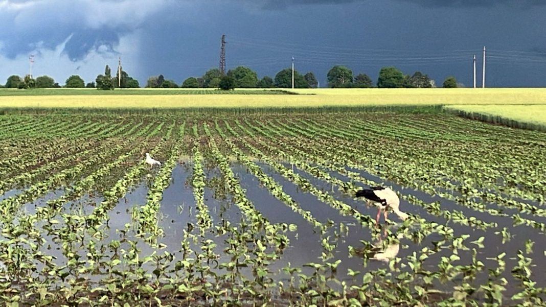 e496c632-bbcf-40ad-a65b-36c98cf741f6