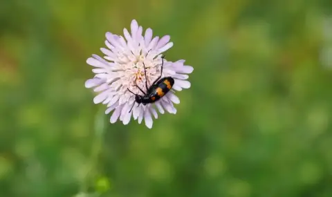 vremeto-dnes-prognoza-za-sabota-25-mai-slanchevo-prevalavania-s-gramotevici-na-mesta-v-planinite-1