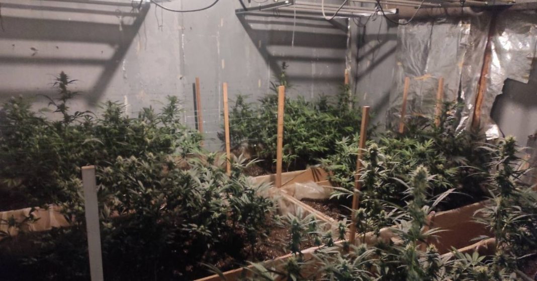 Наркооранжерия_в_село_Долна_Диканя_3564810023474821276_7832282611163261767_big