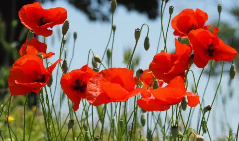 vremeto-dnes-prognoza-za-srada-12-uni-opasno-goreshto-v-ujna-i-v-iztochna-balgaria-1