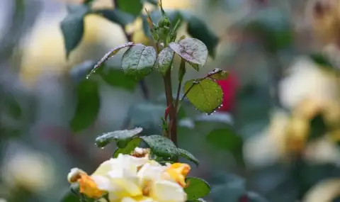 vremeto-dnes-prognoza-za-chetvartak-4-uli-razkasana-i-kupesta-oblachnost-1