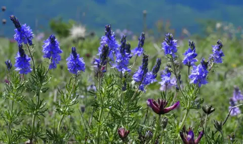 vremeto-dnes-prognoza-za-srada4-septemvri-predimno-slanchevo-slab-vatar-1