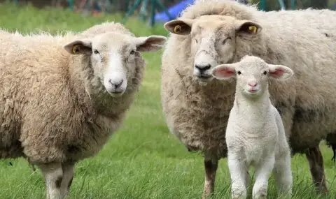 evtanaziraha-85-ovce-bez-ushni-marki-krai-ambol-1