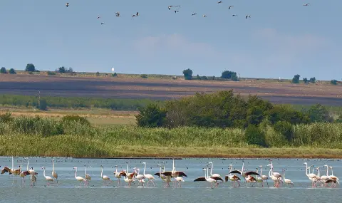 stotici-redki-ptici-zimuvat-v-burgaskite-ezera-1