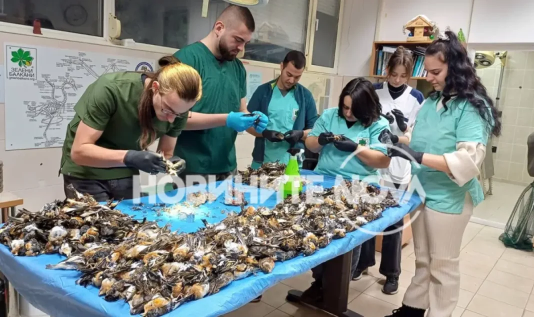 zarata-v-koprivshtica-ubi-nad-600-planinski-chinki-1