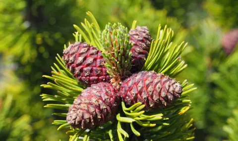 vremeto-dnes-prognoza-za-petak-7-mart-slanchevo-i-toplo-s-razkasana-oblachnost-1