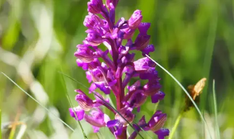 vremeto-dnes-prognoza-za-srada-14-mai-okolo-i-sled-obad-shte-se-razviva-kupesta-i-kupesto-dajdovna-oblachnost-1