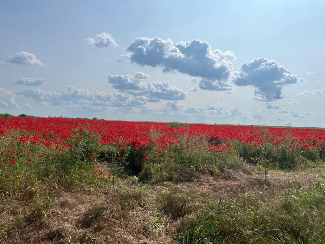 PHOTO-2025-06-03-07-09-41