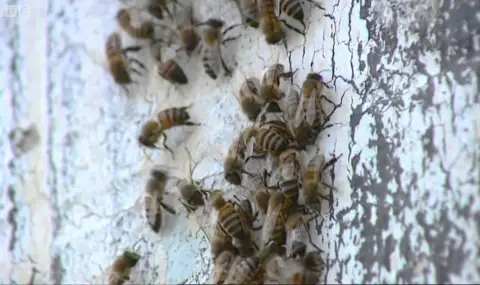 desetki-postradali-pri-napadenie-na-pcheli-vav-frenski-grad-trima-sa-v-kritichno-sastoanie-video-1