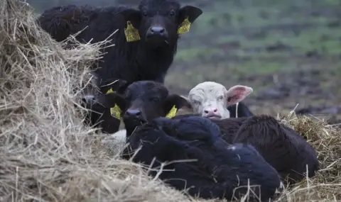 vnasat-peticia-s-iskane-za-zabrana-na-kletkite-za-teleta-v-balgaria-1