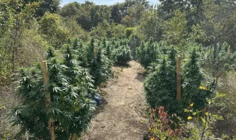 razbiha-ogromna-narkooranjeria-krai-varna-zadarjaha-dvama-brata-1