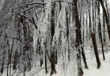 Сняг заваля на „Петрохан“, снегорини са на място