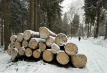 Запасът на горите у нас се е увеличил с 4,5% за последните 5 г.