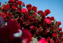 Времето днес, прогноза за сряда, 3 юни: Предимно слънчево, температурите се повишават